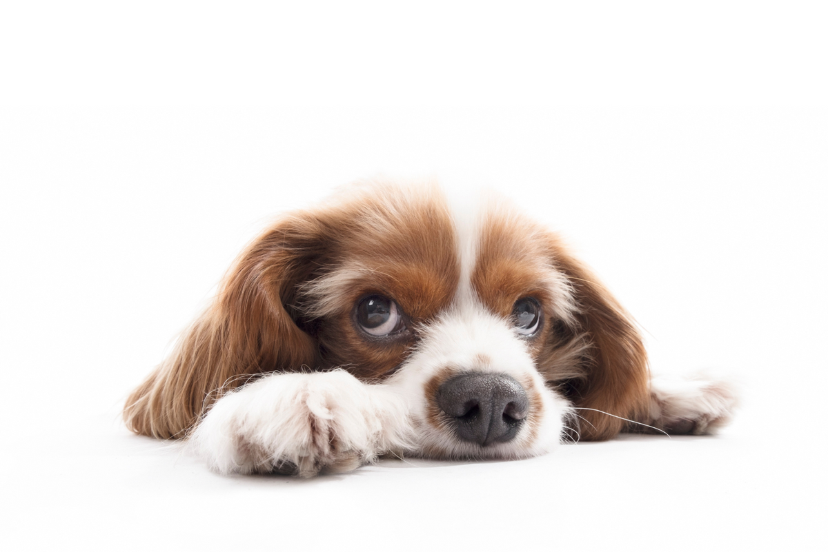 Picture of Why Chocolate is Bad for Dogs: The Bitter Truth – For The Fur Kids