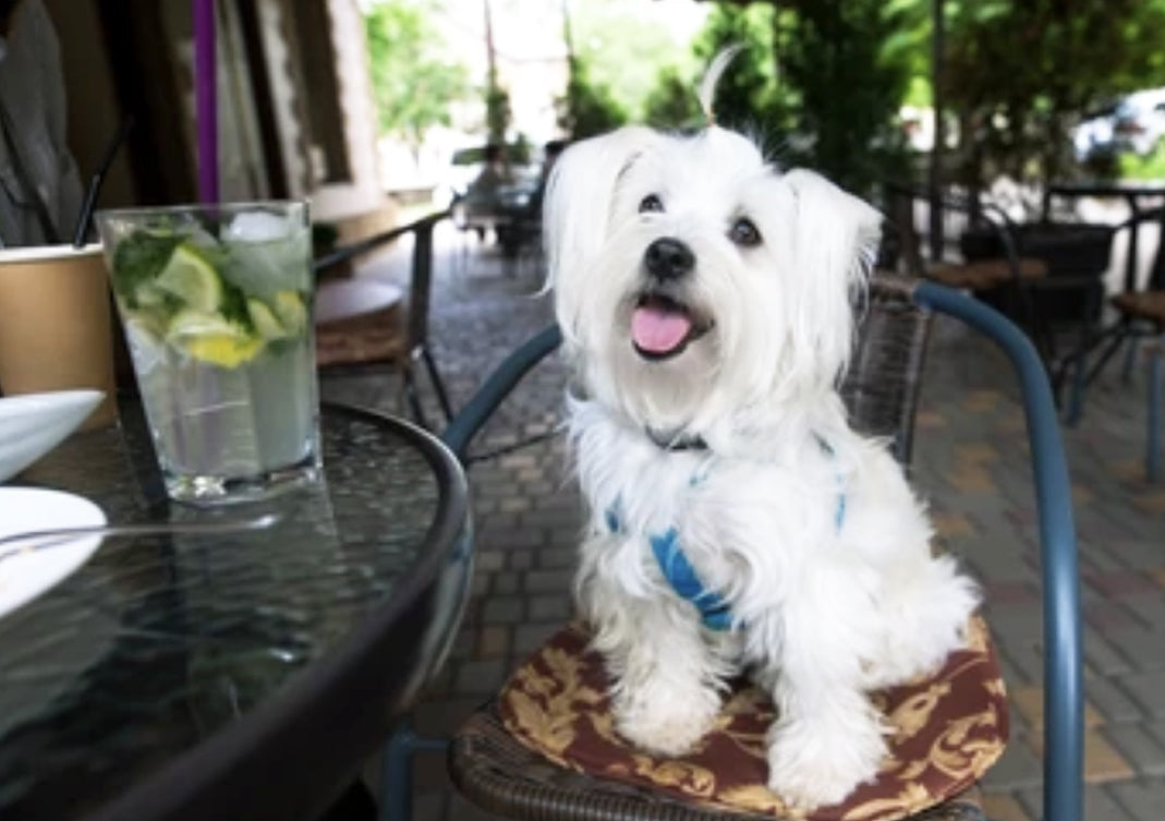 Top Pet Friendly Restaurants In Hyderabad For The Fur Kids