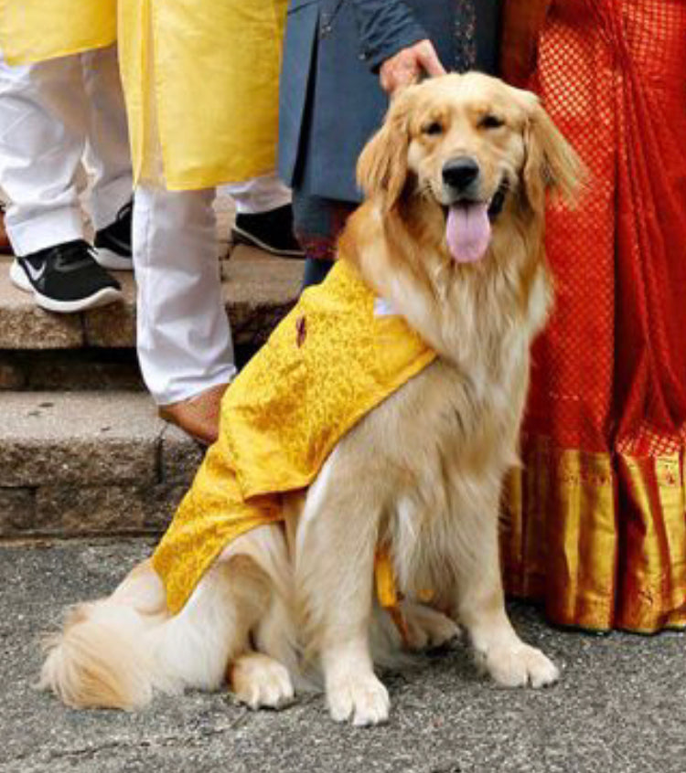 Dog Clothes: Dog Sherwani Wedding Outfit (Yellow) For The Fur Kids Dog Clothes: Dog Sherwani Wedding Outfit (Yellow) For The Fur Kids