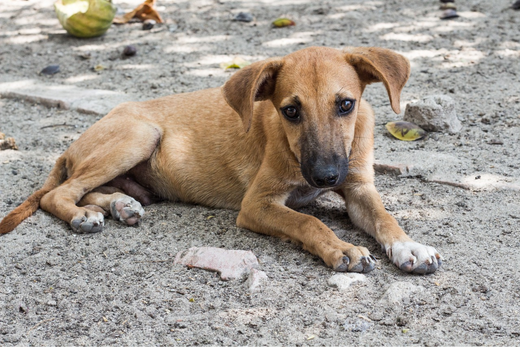 Winter Care Tips for Community Dogs