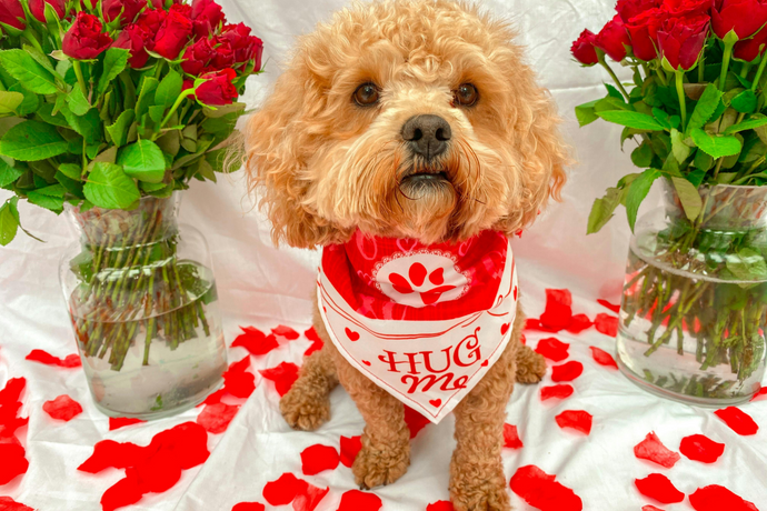 Dog-Friendly Valentine’s Week Celebration Ideas