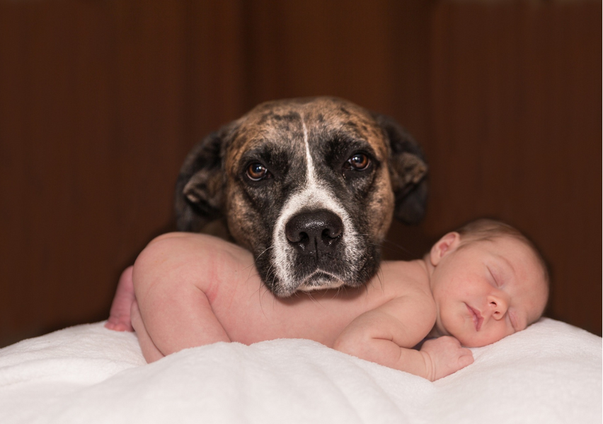 Tips to Keep in Mind While Introducing Human Babies to Dogs