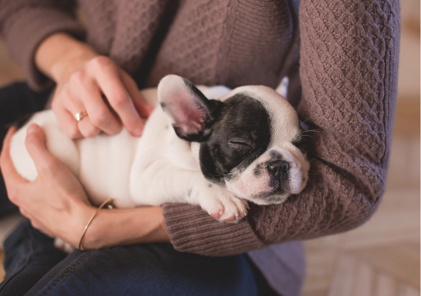 Getting a Puppy? Here is How You Can Prepare for It