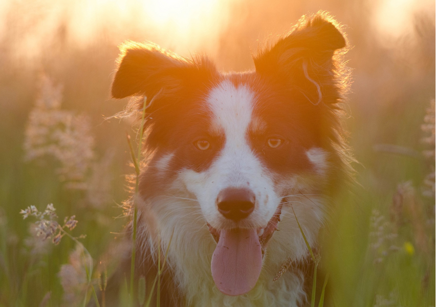 Tips to keep your dogs safe in the summer heat