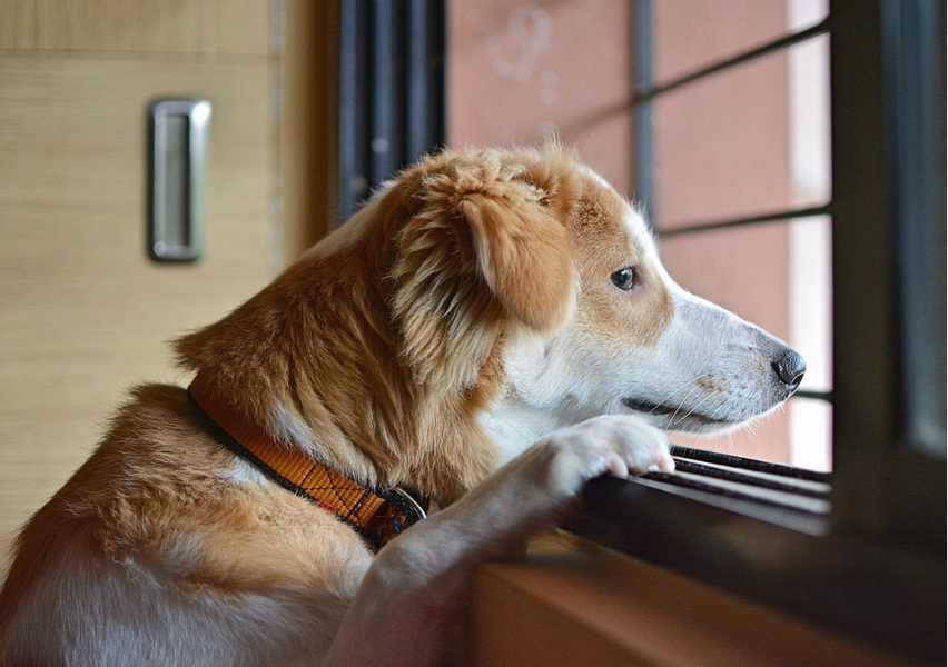 5 Ways to Help Calm Your Dog's Anxiety