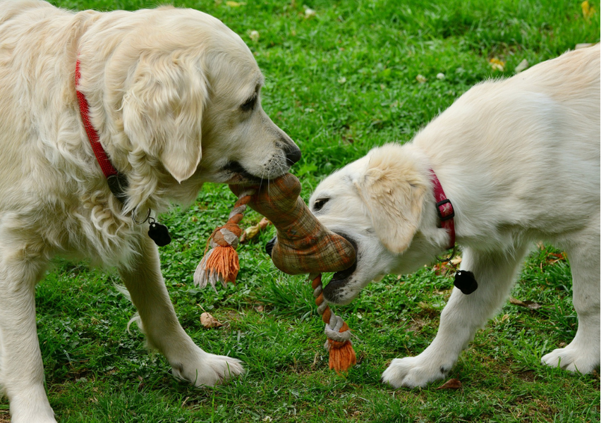 Are Playdates Important For Your Puppy? Read On!