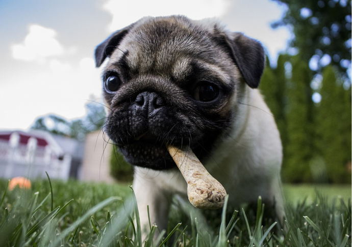 10 Human Foods That Are Toxic For Dogs