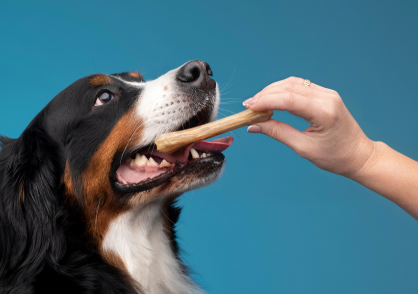 Pet Dental Health: Dental Care Tips for Dogs