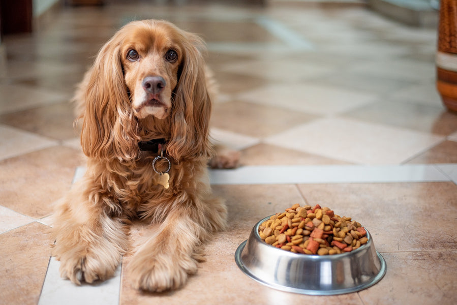 12 SuperFoods For Dogs: Add These to Your Dog's Diet Today!