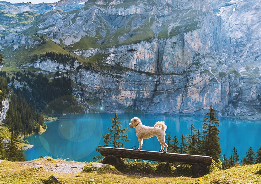 10 Things to Pack When Travelling with Your Dog