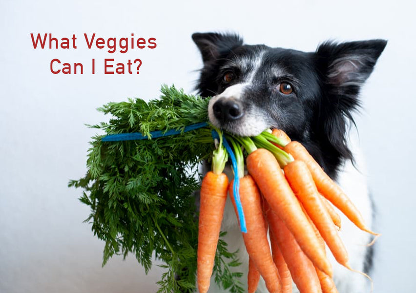7 Vegetables to Add to Your Dog's Winter Diet