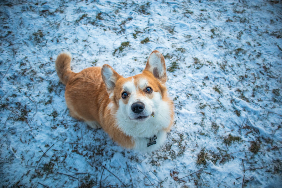 Winter Care Tips For Pets