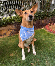 Load image into Gallery viewer, Cute Summer Dogs Scarf (Blue) - Free Size/ Wrap Around Dog Bandana