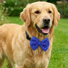 Load image into Gallery viewer, Bow Tie for Dogs: Traditional Festive Bow for Pets (Blue)