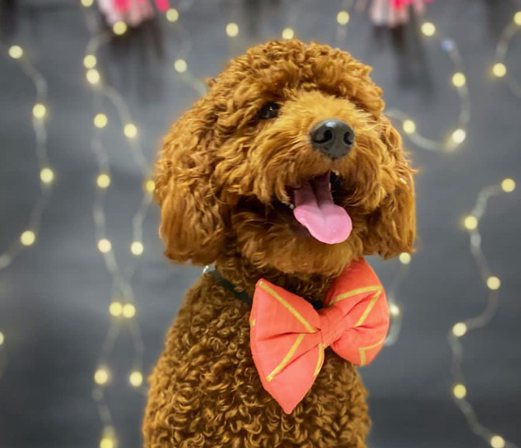 Bow Tie for Pets: Chevron Dog Bow Tie