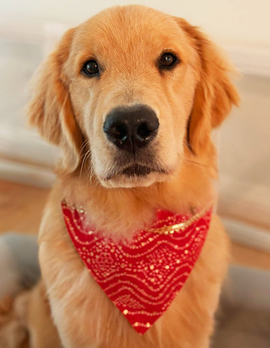 For The Fur Kids Traditional Bandhani Dog Bandana: Diwali Dog Bandana with Gota Embellishment