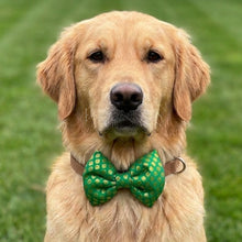 Load image into Gallery viewer, Bow Tie for Pets: Traditional Dog Bow Tie for Diwali, Festivals, Weddings (Green)