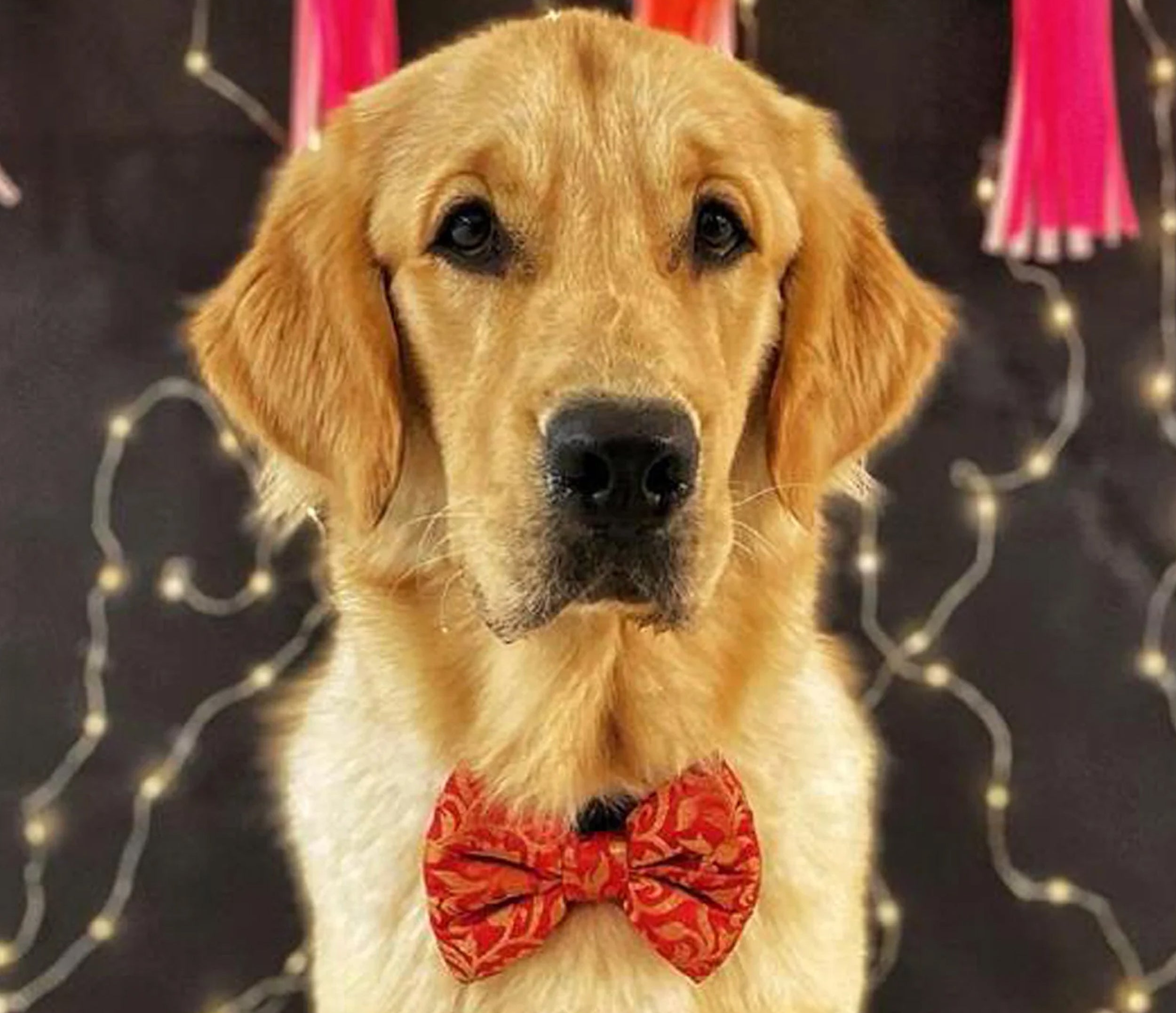Bow Tie for Pets: Banarasi Dog Bow Tie for Special Occasions