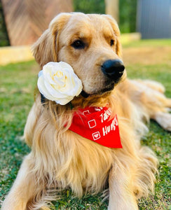 Dog Bandana: Single Taken Hungry Quirky Bandana for Dogs (Red)