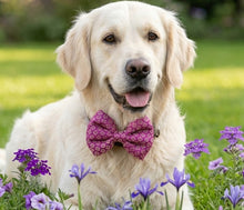 Load image into Gallery viewer, Bow Tie for Pets: Ethnic Wear Dog Bow Tie for Festivals, Weddings (Purple)