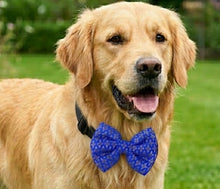 Load image into Gallery viewer, Wedding and Diwali Dog Bow: Traditional Banarasi Bow Tie for Pets (Blue and Gold)