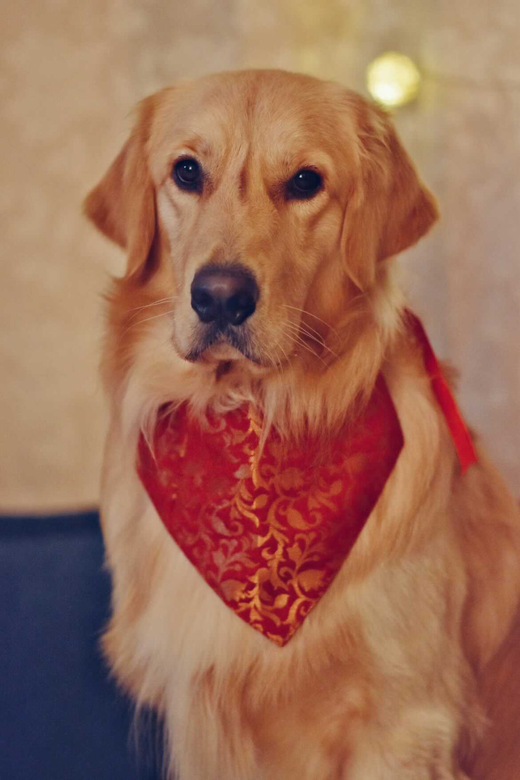 Dog Bandana: Festive Indian Wear (Red)