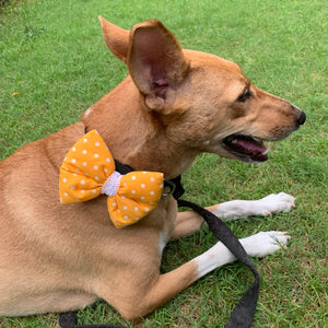 Dog Bow Tie: Sunshine Polka Dot Pet Bow Tie