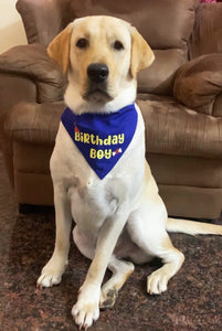 Dog Bandana: Birthday Boy Bandana for Pets