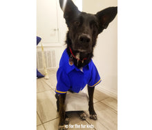 Load image into Gallery viewer, Dog Clothes: Dhoti and Shirt for Your Pet for Weddings