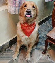 Load image into Gallery viewer, Dog Bandana: Festive Indian Wear (Red)