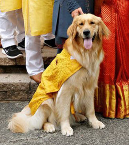 Dog Clothes: Dog Sherwani Wedding Outfit (Yellow)