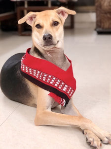 Pet Accessories: Traditional Nagaland Stole for Dogs