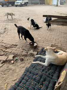 Beds for Stray Dogs