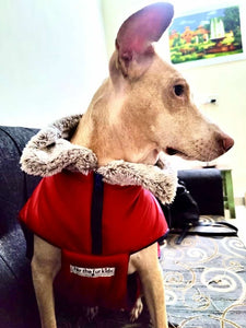 Dog Jacket | Waterproof Windproof Puffer Jacket for Dogs (Red)