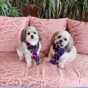 Pet Accessories: The Carnival Muffler for Dogs