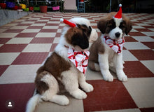 Load image into Gallery viewer, Dog Bandana for Christmas: Santa Claus Bandana for Pets