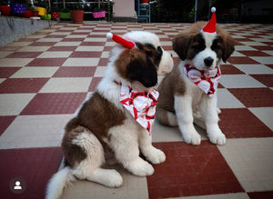 Dog Bandana for Christmas: Santa Claus Bandana for Pets