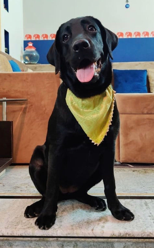 Dog Bandana: Patola Inspired Diwali Accessory for Pets
