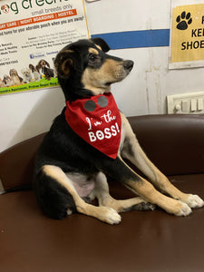 Dog Bandana: I'm The Boss Bandana for Dogs (Red)