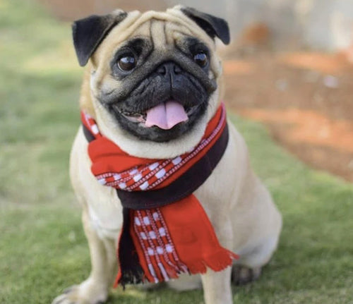 Pet Accessories: Traditional Nagaland Stole for Dogs