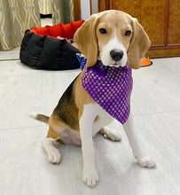 Load image into Gallery viewer, Dog Bandana: Festive Indian Wear Bandana for Pets (Violet)