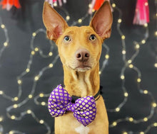 Load image into Gallery viewer, Bow Tie for Pets: Traditional Dog Bow Tie for Diwali, Festivals, Weddings (Purple)