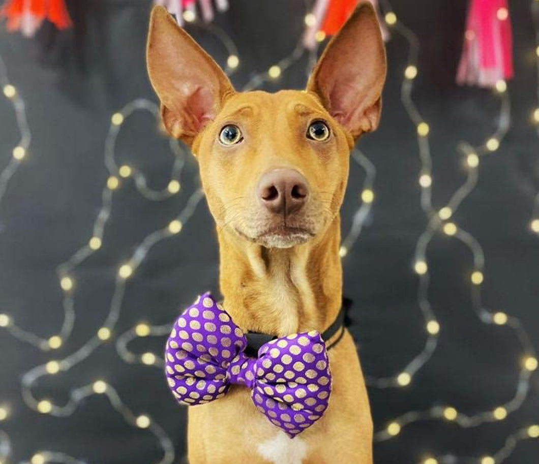 Bow Tie for Pets: Traditional Dog Bow Tie for Diwali, Festivals, Weddings (Purple)