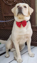 Load image into Gallery viewer, Bow Ties for Dogs: Red Polka Dots