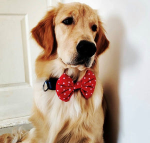 Bow Ties for Dogs: Red Polka Dots