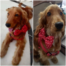 Load image into Gallery viewer, Bow Ties for Dogs: Red Polka Dots
