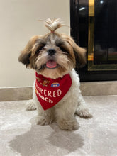 Load image into Gallery viewer, Dog Bandana: Pampered Pooch Bandana for Dogs (Red)