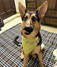 Load image into Gallery viewer, Traditional Dog Bandana: Bandana with Gota for Festivals and Weddings (Green)