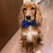 Load image into Gallery viewer, Bow Ties for Dogs: Woof Parade Bow Tie